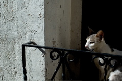 Lune de Miel - Window Cat
